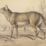 1839 DOGS & Wolves 1ed Huskies Hyenas FOX Jardine Naturalist Illustrated Canines