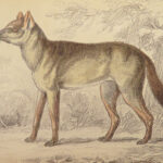 1839 DOGS & Wolves 1ed Huskies Hyenas FOX Jardine Naturalist Illustrated Canines