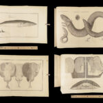 1837 John Hunter Anatomy Atlas Surgery Medicine Illustrated Biology Veterinary