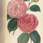 1859 Gardening BEAUTIFUL Color Illustrated Plant Botany Flowers Fruit ART Garden