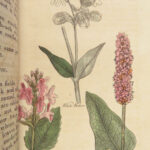 1820 HERBAL Medicine John Hill Plants Flowers Botany Distillation Homeopathy