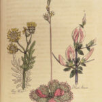 1820 HERBAL Medicine John Hill Plants Flowers Botany Distillation Homeopathy