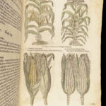 1597 English Herbal 1st John Gerarde Herball Plants Illustrated Stirpium Botany