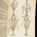 1597 English Herbal 1st John Gerarde Herball Plants Illustrated Stirpium Botany