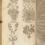 1597 English Herbal 1st John Gerarde Herball Plants Illustrated Stirpium Botany