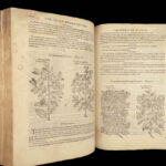 1597 English Herbal 1st John Gerarde Herball Plants Illustrated Stirpium Botany