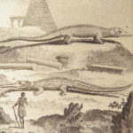 1788 REPTILES 1ed Snakes Lacepede Lizards Crocodiles Turtles Herpetology 4v Set