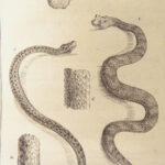 1788 REPTILES 1ed Snakes Lacepede Lizards Crocodiles Turtles Herpetology 4v Set