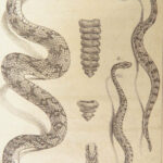 1788 REPTILES 1ed Snakes Lacepede Lizards Crocodiles Turtles Herpetology 4v Set