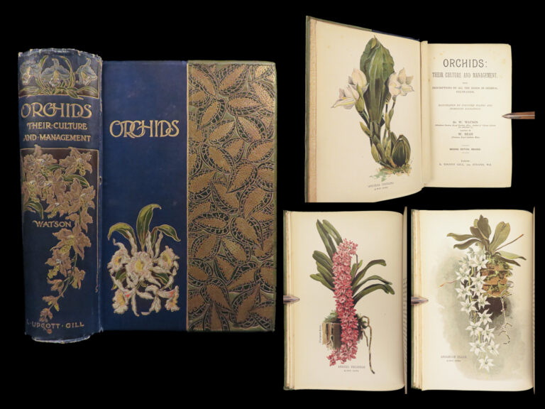 Image of 1890 ORCHID Culture & Management Botany Horticulture Color Illustrated Flowers