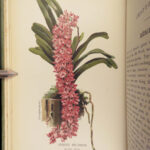 1890 ORCHID Culture & Management Botany Horticulture Color Illustrated Flowers