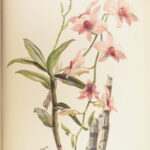 1890 ORCHID Culture & Management Botany Horticulture Color Illustrated Flowers