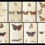 1895 Butterflies Butterfly ART Naturalist Entomology Science 79 Color PLATES