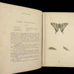 1895 Butterflies Butterfly ART Naturalist Entomology Science 79 Color PLATES