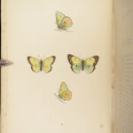 1895 Butterflies Butterfly ART Naturalist Entomology Science 79 Color PLATES