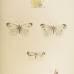 1895 Butterflies Butterfly ART Naturalist Entomology Science 79 Color PLATES