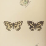 1895 Butterflies Butterfly ART Naturalist Entomology Science 79 Color PLATES