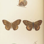 1895 Butterflies Butterfly ART Naturalist Entomology Science 79 Color PLATES