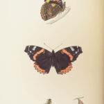 1895 Butterflies Butterfly ART Naturalist Entomology Science 79 Color PLATES