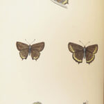 1895 Butterflies Butterfly ART Naturalist Entomology Science 79 Color PLATES