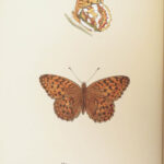 1895 Butterflies Butterfly ART Naturalist Entomology Science 79 Color PLATES