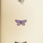 1895 Butterflies Butterfly ART Naturalist Entomology Science 79 Color PLATES