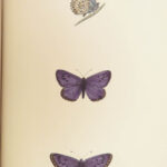 1895 Butterflies Butterfly ART Naturalist Entomology Science 79 Color PLATES