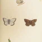 1895 Butterflies Butterfly ART Naturalist Entomology Science 79 Color PLATES