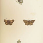 1895 Butterflies Butterfly ART Naturalist Entomology Science 79 Color PLATES