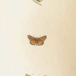 1895 Butterflies Butterfly ART Naturalist Entomology Science 79 Color PLATES