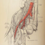 1893 Henry Gray GRAY’S ANATOMY Human Surgery Illustrated Medicine Physician