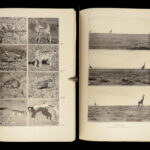 1910 Theodore Roosevelt 1st ed African Game Trails Illustrated HUNTING Sporting