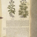 1559 Mattioli HERBAL Botany Medicine Pharmacy Dioscorides Kreuterbuch Woodcuts