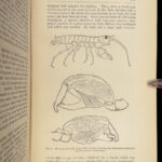 1879 Charles Darwin ORIGIN of Species + Descent of Man Evolution Biology Science