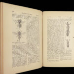 1879 Charles Darwin ORIGIN of Species + Descent of Man Evolution Biology Science