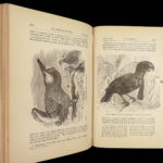 1879 Charles Darwin ORIGIN of Species + Descent of Man Evolution Biology Science