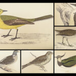 1867 British BIRDS 300+ Hand-colored Illustrations Woodpeckers Swift Morris 8v