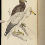 1867 British BIRDS 300+ Hand-colored Illustrations Woodpeckers Swift Morris 8v