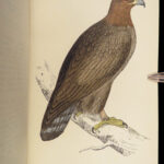 1867 British BIRDS 300+ Hand-colored Illustrations Woodpeckers Swift Morris 8v