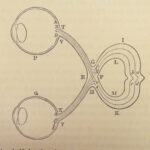 1855 Isaac NEWTON Science Mathematics Astronomy Optics Brewster Edinburgh 2v