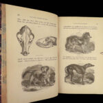 1843 Natural History of Man Evolution Science IROQUOIS Algonquin Indians ART