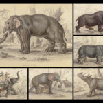 1836 Jardine Naturalist 1ed Mammals Africa Elephant Rhino Warthog Pachyderms ART