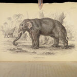 1836 Jardine Naturalist 1ed Mammals Africa Elephant Rhino Warthog Pachyderms ART