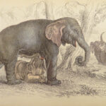 1836 Jardine Naturalist 1ed Mammals Africa Elephant Rhino Warthog Pachyderms ART