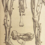 1695 ANATOMY Medicine Surgery Dutch Steven Blankaart Illustrated Skeleton Latin